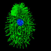 Immunofluorescence microscopy of a Tetrahymena thermophila cell using DSHB antibody 12G10 anti-alpha-tubulin (green). PMID: 32679518, Fig. 1A.